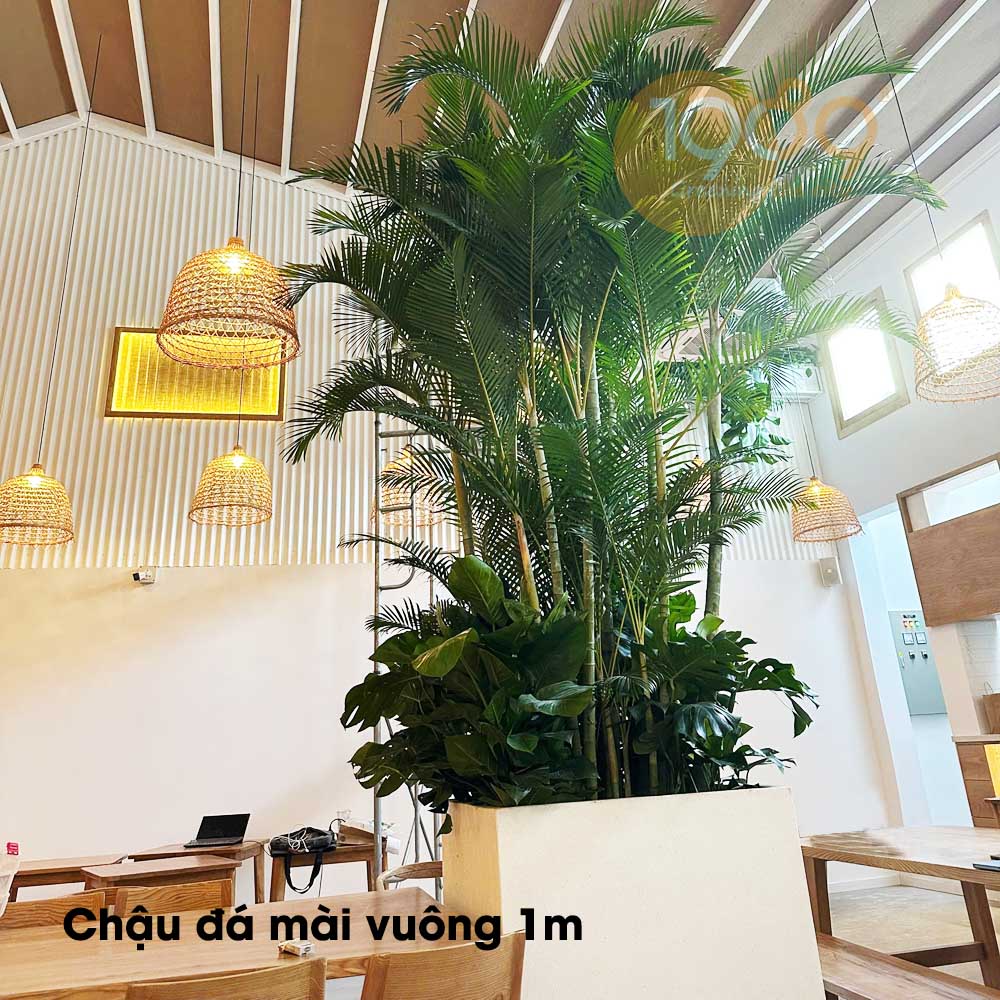 Chậu Decor Xi Măng Đá Mài – Giải Pháp Làm Đẹp Không Gian Đơn Giản Mà Sang Chau Da Mai Hinh Vuong 1m Min