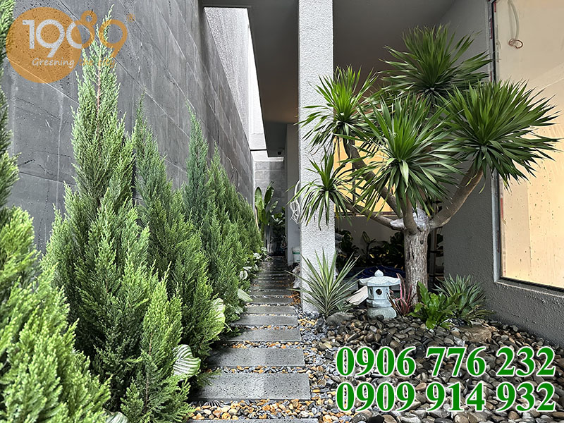 cây sơn tùng lớn trồng cảnh quan biệt thự