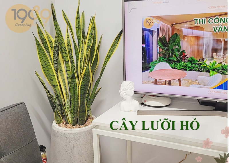 chậu cây cảnh lưỡi hổ min