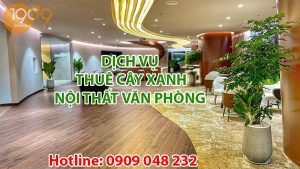 DỊCH VỤ CHO THUÊ CÂY XANH VĂN PHÒNG TRỌN GÓI TẠI TP.HCM vpb thue cay văn phòng của 1989