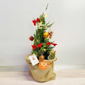 Cây Noel (Sơn Tùng): Biểu Tượng Sống Động và Cách Chăm Sóc Cây Tươi Xanh Suốt Mùa Lễ cây sơn tùng noel 279k miển phí ship